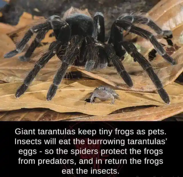 A seriously scary odd couple... how tarantulas and frogs help each other survive