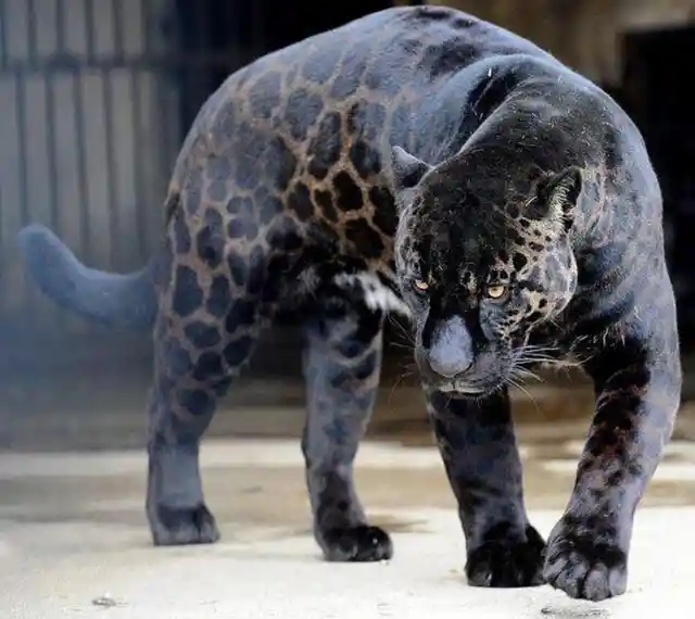 One of the rarest animals on the planet, the Black Jaguar