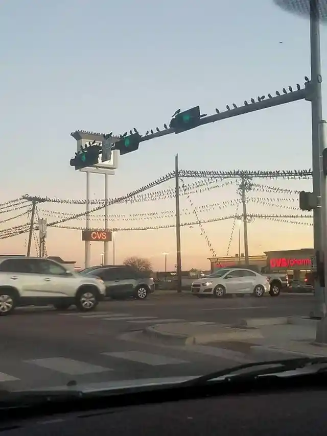 This central Texas town has a bird problem