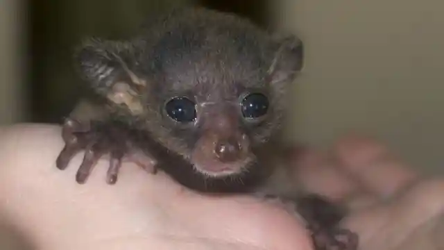 Rare Daytime Interaction&nbsp;