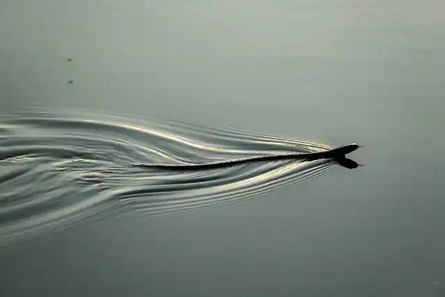 28. The Long Follower