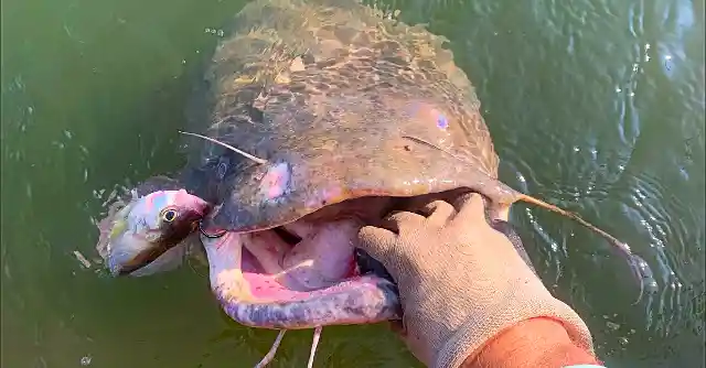 The Catfish Was Absolutely Massive 