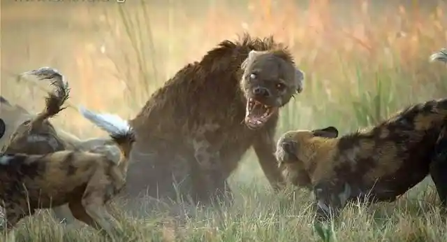 Hyena matriarch fighting off pack of African wild dogs