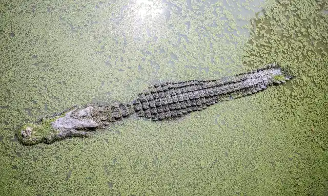 An Alligator 