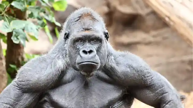 Struggles For Dominance