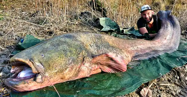 Something In Its Mouth 