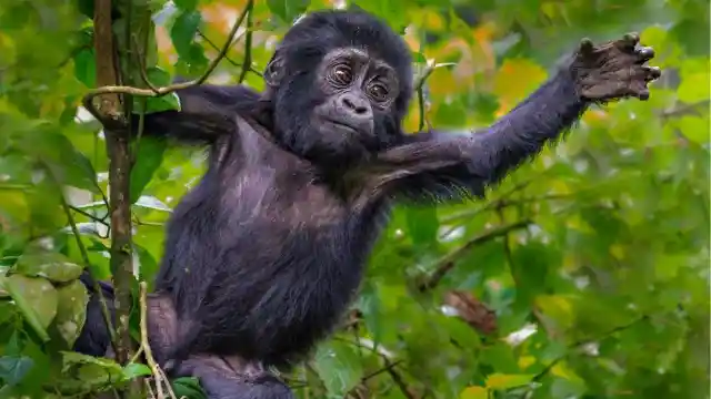 The Plight Of Endangered Gorillas