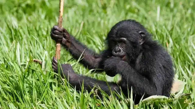 Gorilla's Intelligence And Adaptability