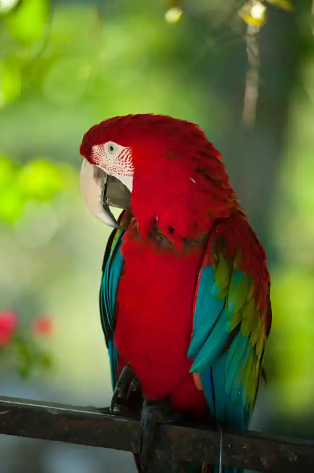 26. Quest For A Talking Parrot