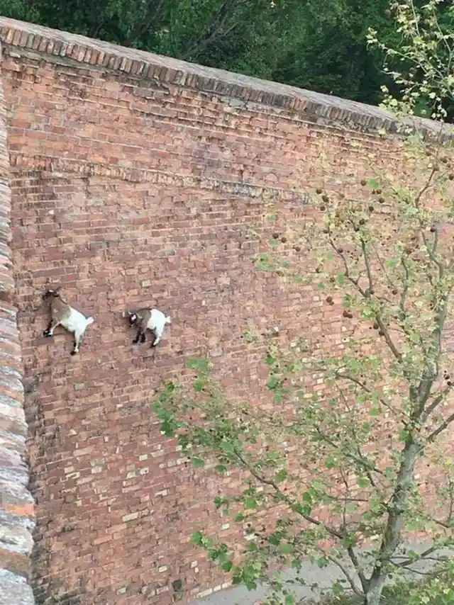 These goats defy gravity