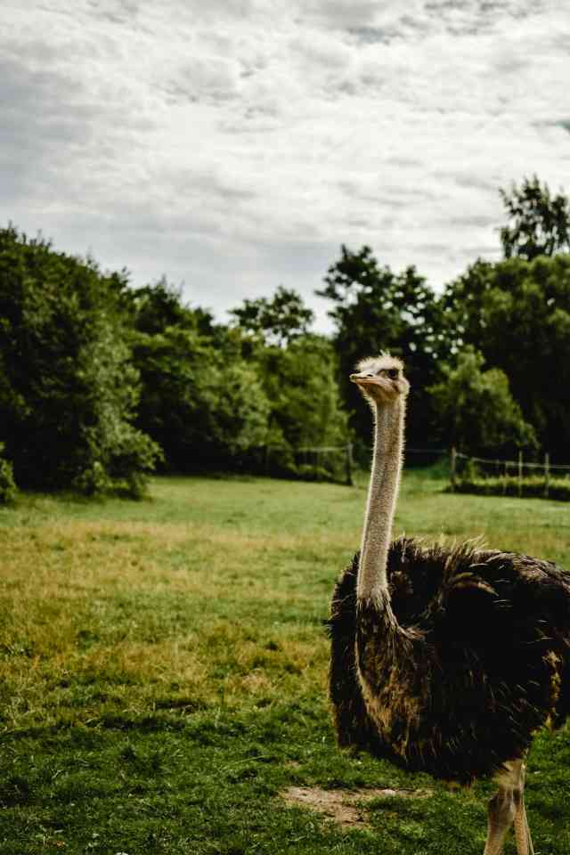 14. The Ostrich Encounter