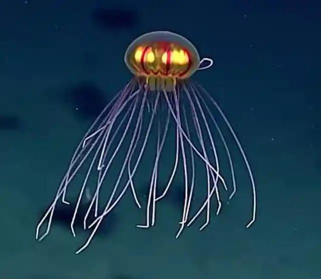 This Deep Sea Jellyfish Looks Like It Came From Outer Space
