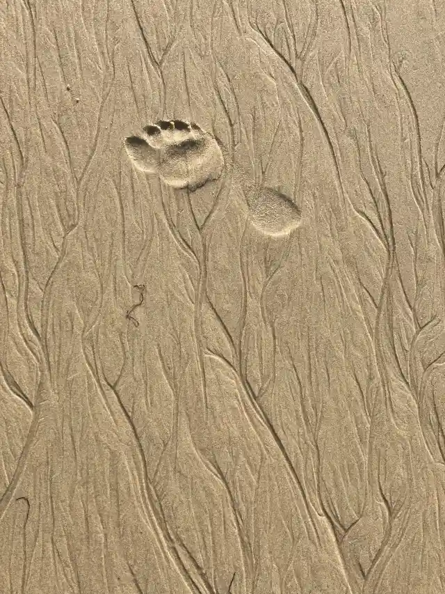 6. Unidentified Impossible Footprints