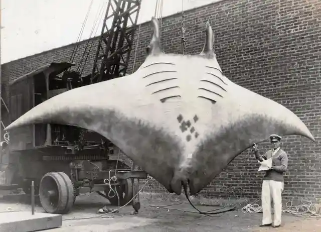Here's a 20-foot wide, 5,000 lb. manta ray that got entangled in a boat's anchor line
