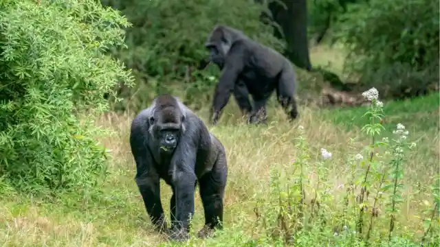 The Complex Language Of Gorillas