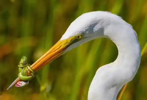 This green snake wrapped itself around the Great White Herons beak to prevent the bird from eating it