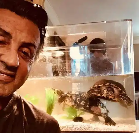 Sylvester Stallone with the turtles he kept from Rocky, which are now over 40 years old