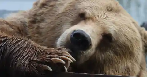 The Bears Of North America