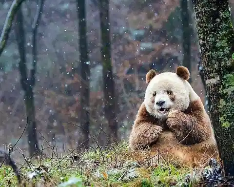 Abandoned by his mother in a Chinese forest, Qizai is the only known Brown Panda in the world