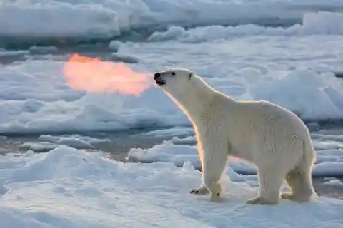 The moment the rising sun made it look like this polar bar was breathing fire