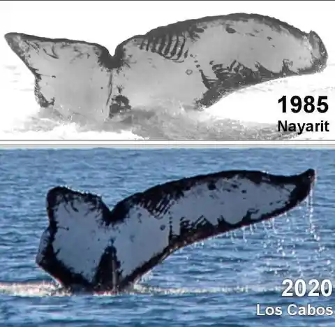 The same whale found after 35 years in the west coast of Mexico