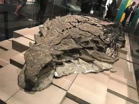This exquisitely mummified dinosaur in a museum in Canada has scientists astounded