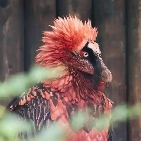 The bearded vulture the most metal bird of prey