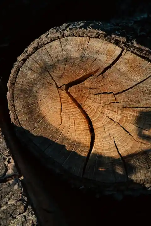 3. Barking Trees And Neighborly Wars