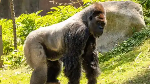 Documenting An Extraordinary Process