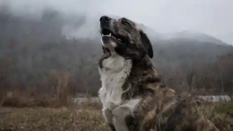 32. Bullies To Bravery