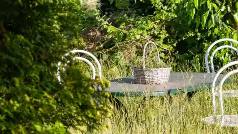 Amidst The Lush Greenery