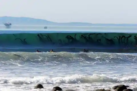 Seaweed infesting a wave