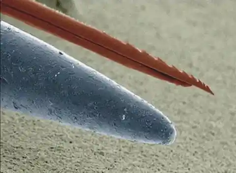 A microscopic look at a bee stinger vs the point of a needle