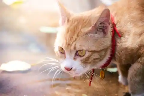 12. Brain’s Bad Side