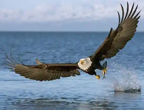 Bald eagles are the masters of the sky and an apex predator