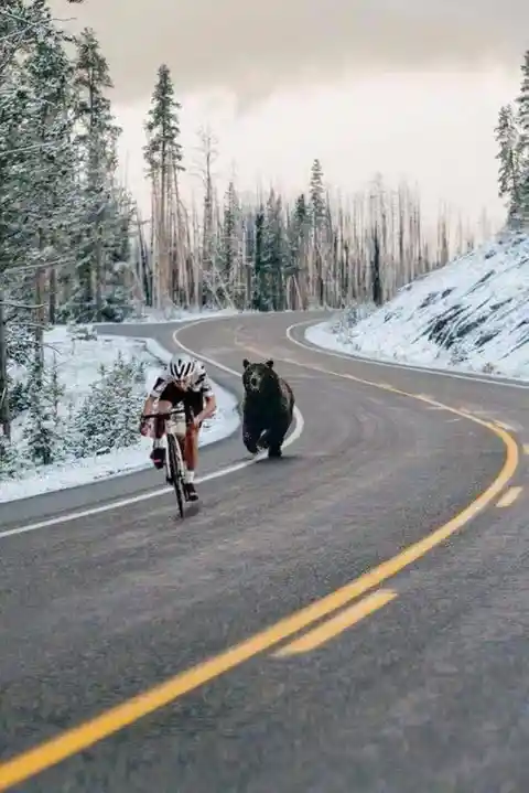 Meanwhile in Yellowstone...