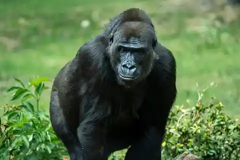The Gorilla Exhibited Mysterious Behavior