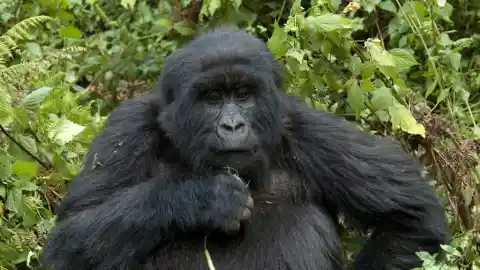 Hidden Living Secret