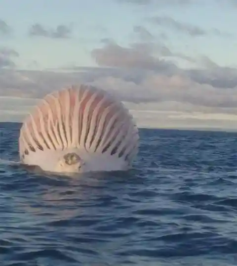 It's not an alien craft but a bloated whale carcass adrift at sea