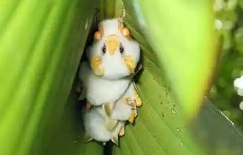 These little white fluff balls are Honduran white bats that snuggle together in large leaves - not in caves