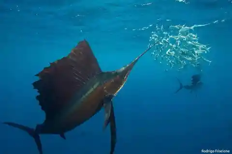 The sailfish is considered by scientists to be the fastest swimming marine creature in the world