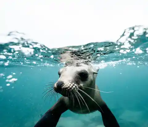 6. Silly Seal Scare