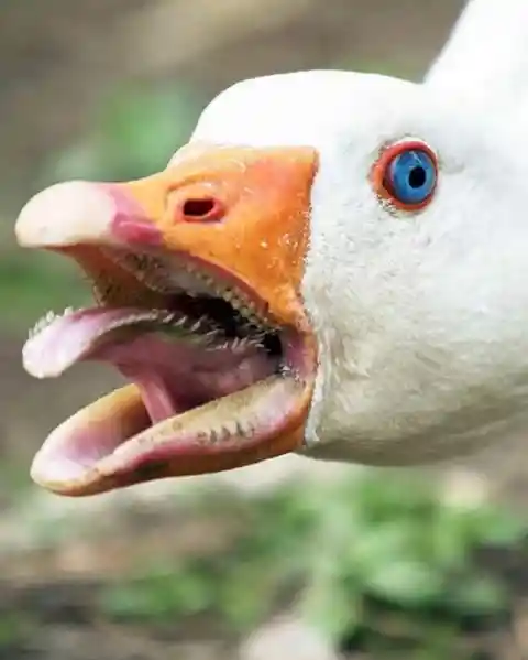 Geese have multiple rows of teeth like appendages made of cartilage