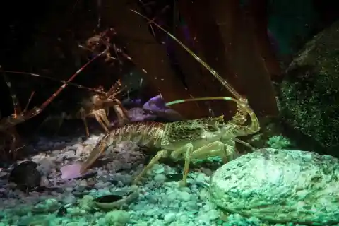 20. Deadly Companion