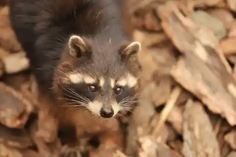 2. Raccoon Resurection