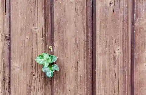 21. King Fence Sniffer