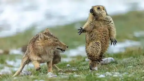 Marmot realizes it's been caught by a fox