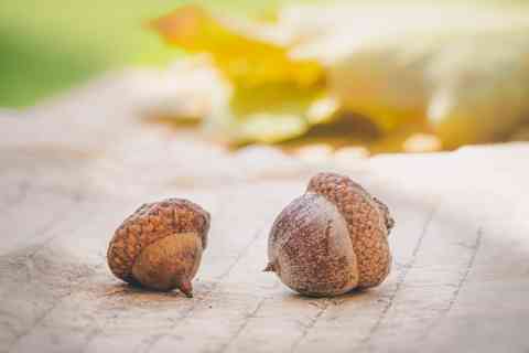 11. Acorn Day