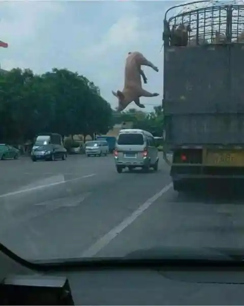 This little piggy did not make it to the market