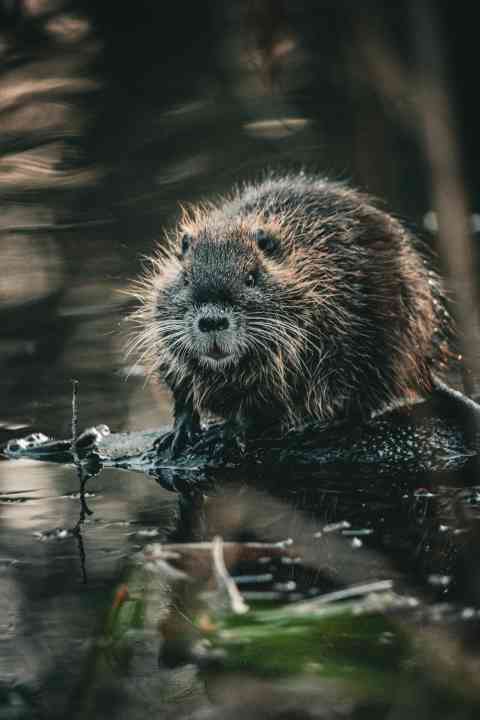 12. Beaver Tales And Fisherman’s Frights